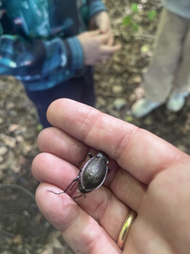 Carabus hortensis