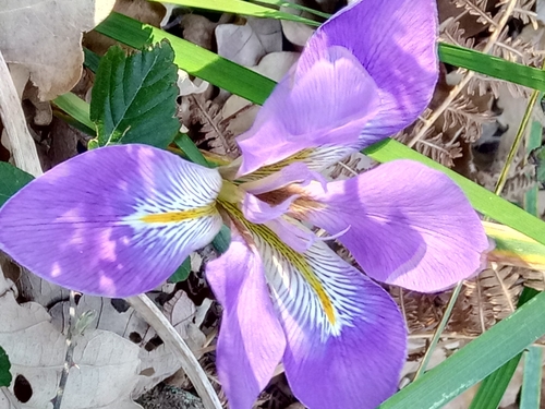 Iris unguicularis image