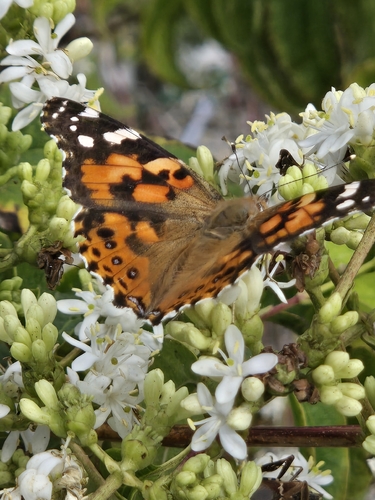 Painted Lady