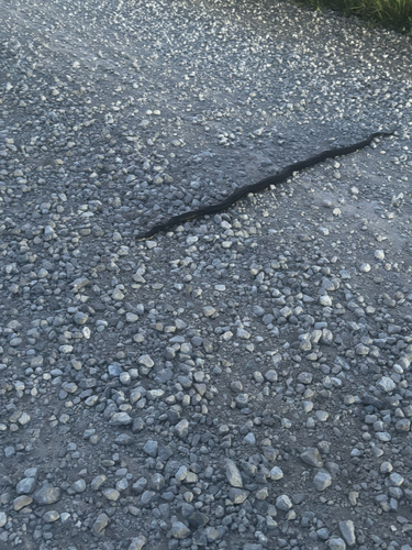 Western Ratsnake