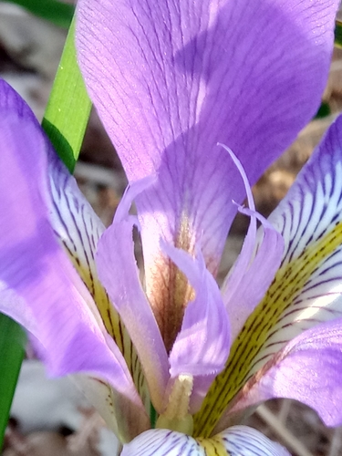 Iris unguicularis image