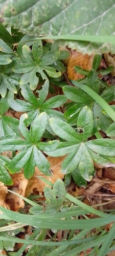 Sweet Woodruff