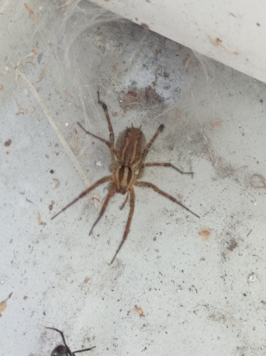 Potter's Grass Spider