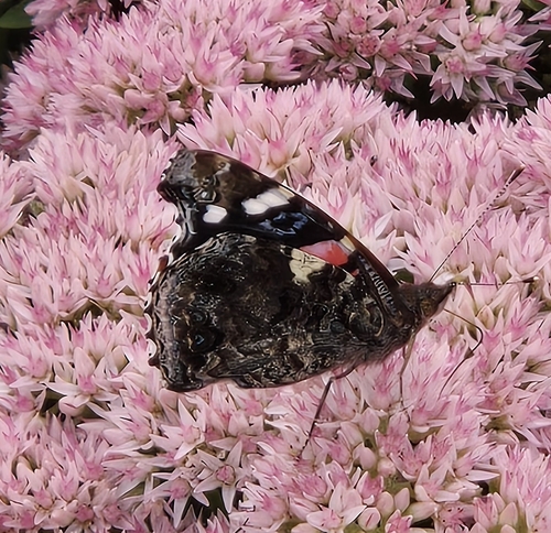 Red Admiral