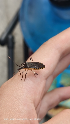Plinachtus bicoloripes