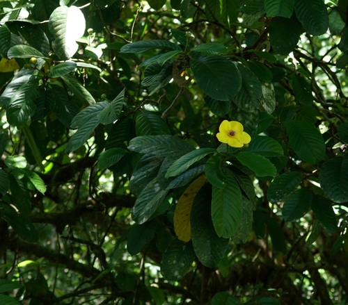 Dillenia excelsa, photograph 1