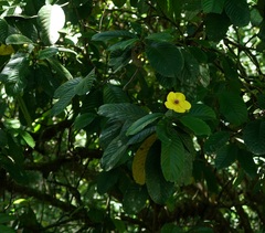 Dillenia excelsa, photograph (c) Tim, some rights reserved (CC BY)