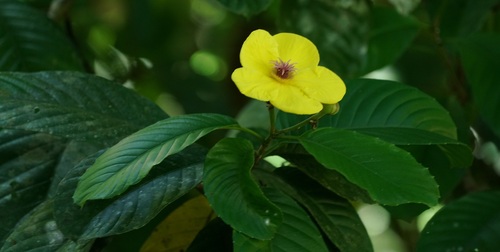 Dillenia excelsa