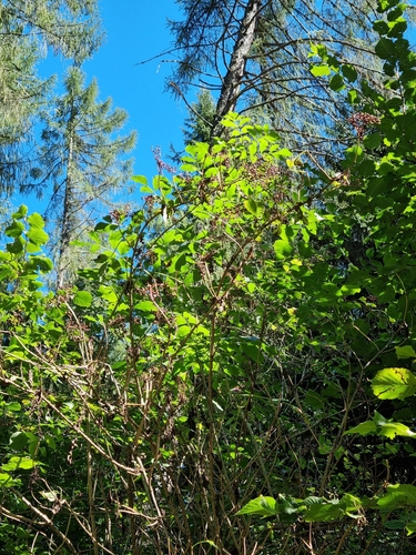 European black elderberry