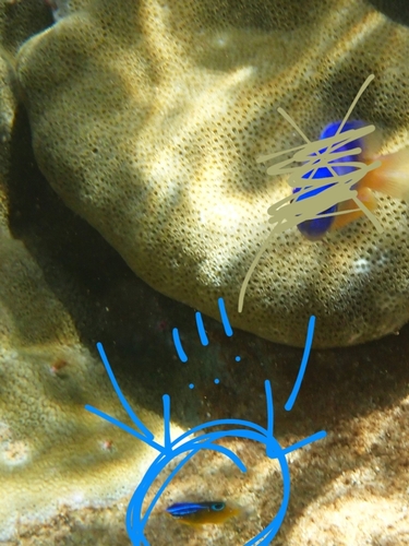 Pomacentrus trilineatus observed 2026-09-13