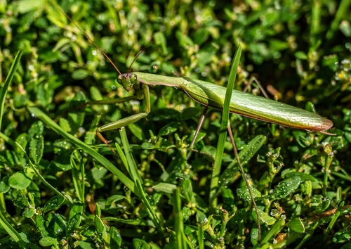 European Mantis