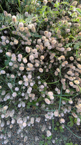 rabbitfoot clover