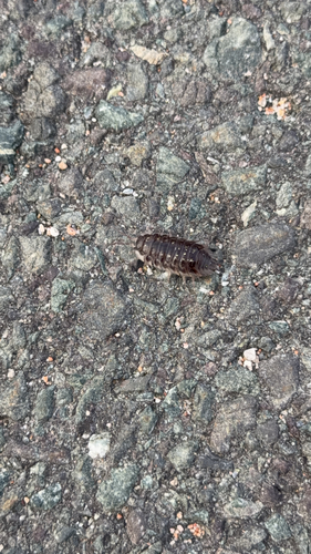 Common Shiny Woodlouse