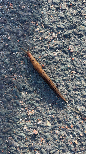 Leopard Slug