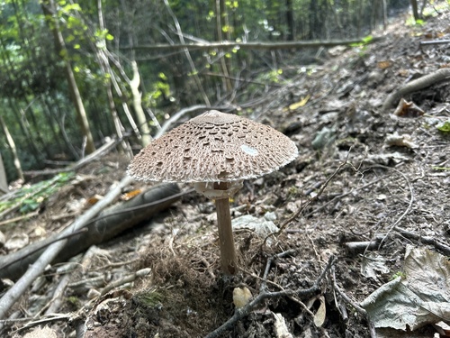 Parasol