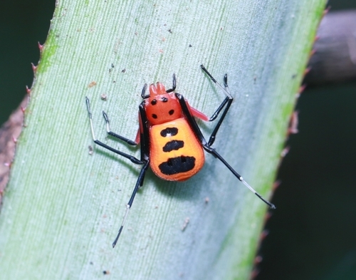 Platythomisus sudeepi