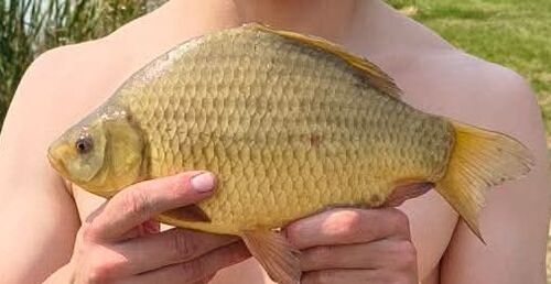 Crucian Carp