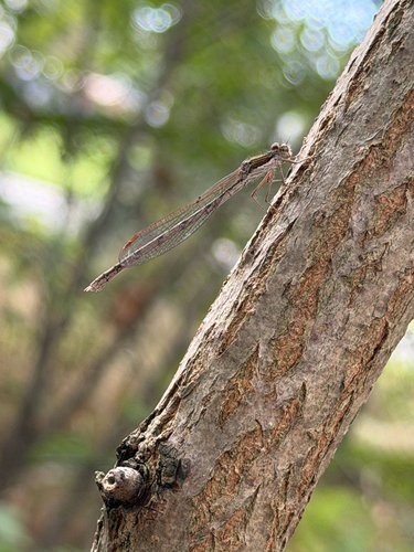 Common Winter Damselfly