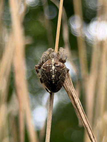 Cross Orbweaver