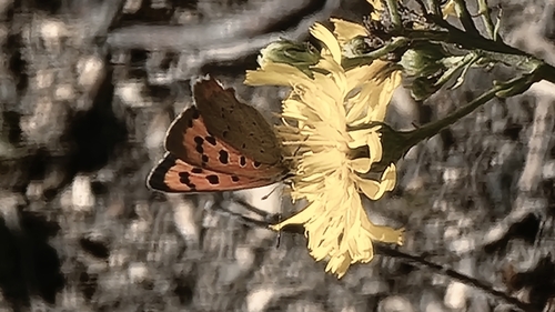 Small Copper