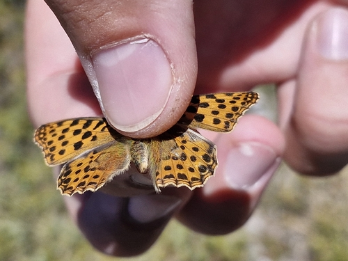 Queen of Spain Fritillary