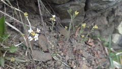 Draba borealis