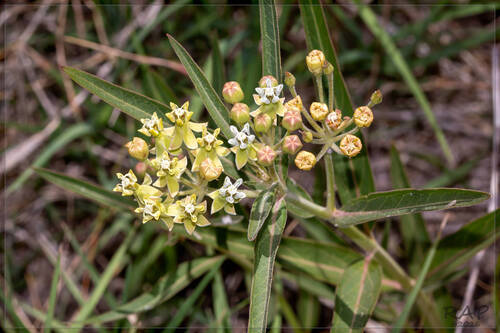 Asclepias mellodora