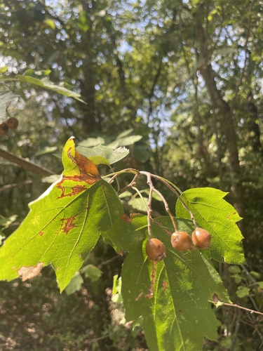 Wild Service-tree