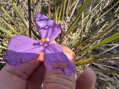 Silky Purple Flag