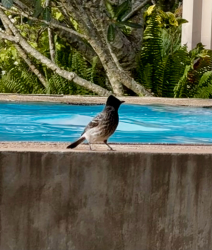 Red-vented Bulbul