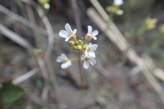 Draba borealis