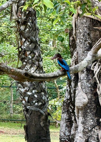 White-throated Kingfisher