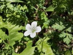 Cerastium pauciflorum