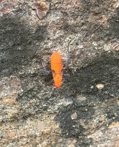 Leptocoris augur