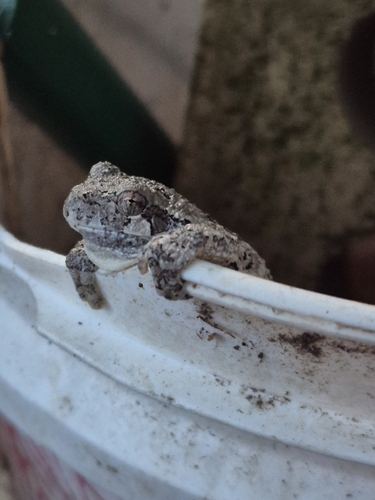 Gray Treefrog