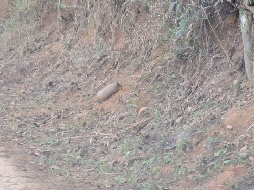 Greater Naked-tailed Armadillo
