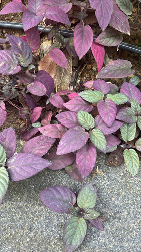 Strobilanthes alternata observed 2026-09-16