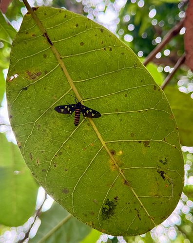 sandalwood defoliator