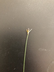 Schoenus imberbis