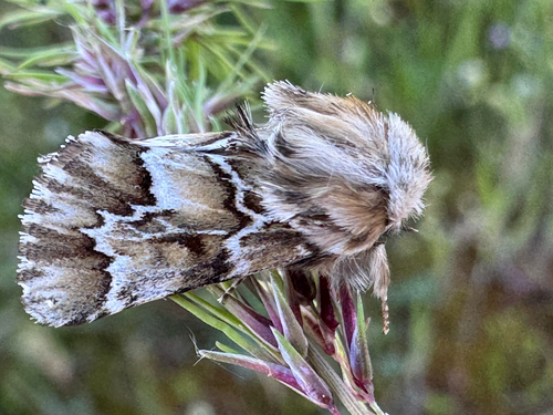 Acronicta geographica