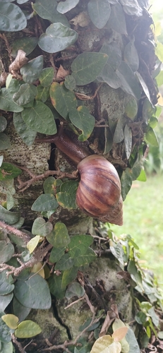 African Giant Snail