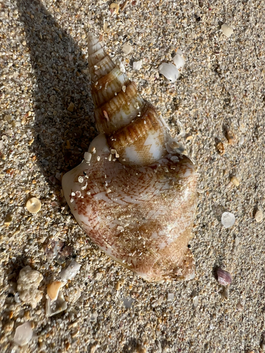 Strombus campbelli, 2026-09-15