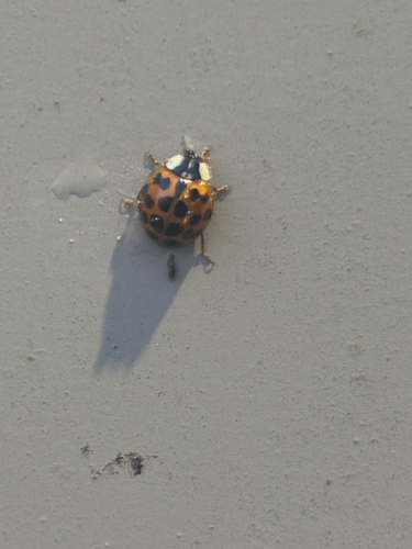 Asian Lady Beetle