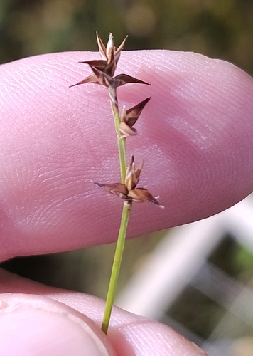 star sedge