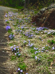 Viola pedata, photograph (c) Patrick Comins, some rights reserved (CC BY)