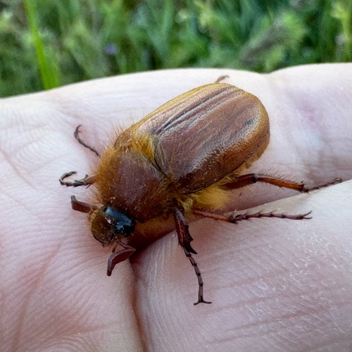 Holochelus aequinoctialis