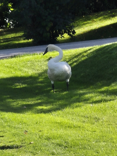 Trumpeter Swan