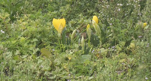 Winter Daffodil