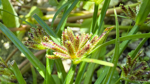 Brown Flatsedge