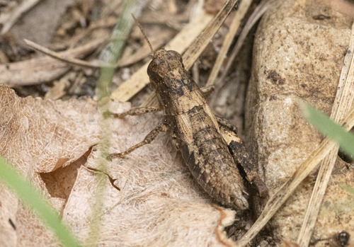 Common Maquis Grasshopper
